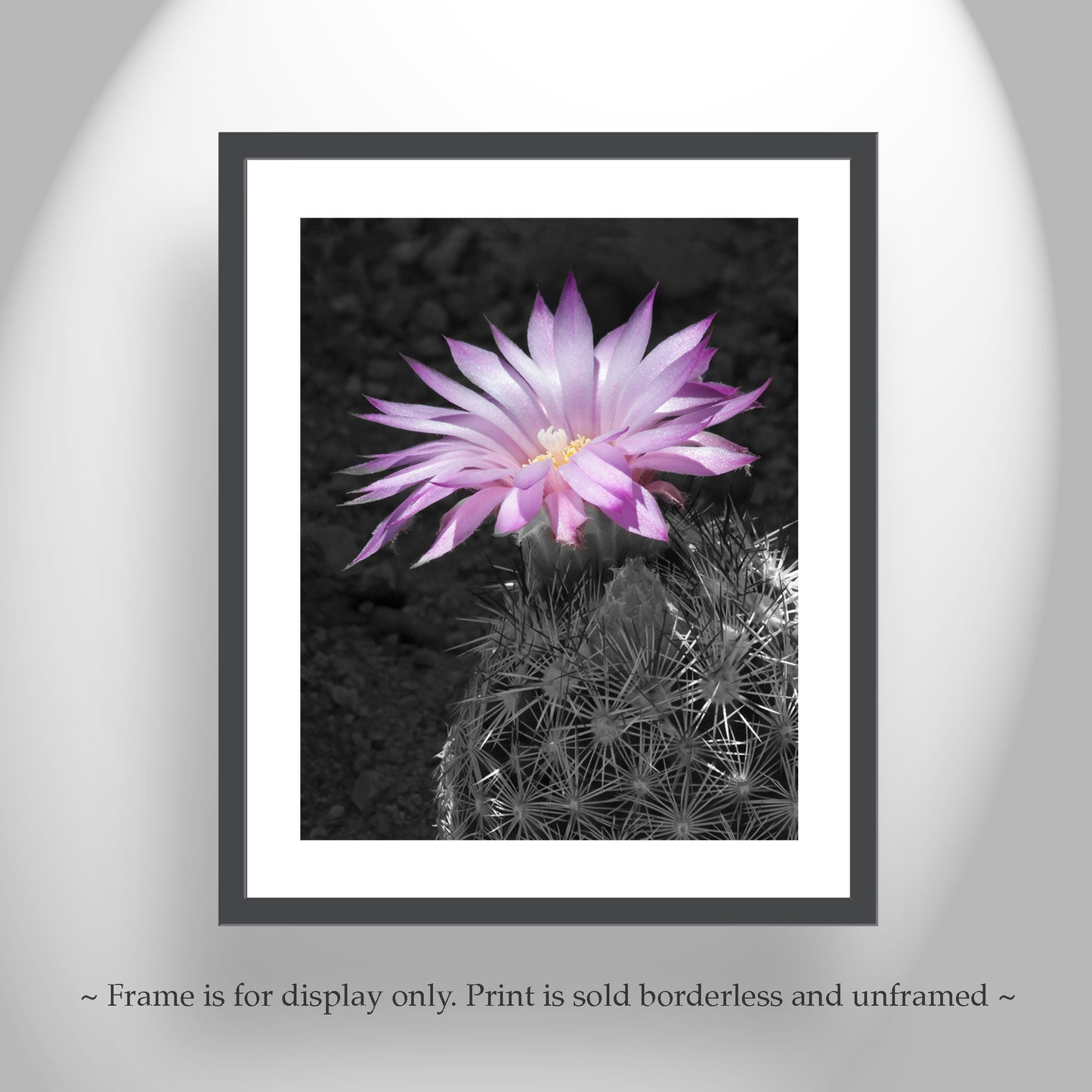 Southwestern Flower Art with Tiny Cactus Blossom as Wall Decor