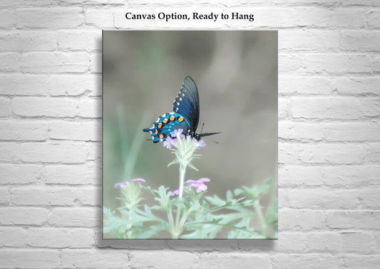 Blue Pipevine Swallowtail Butterfly Art Print as Dreamy Nature Art for Home