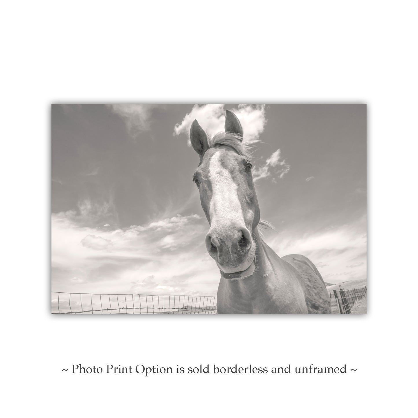 Horse Photography Art Print on Prairie Ranch Landscape by Murray Bolesta | Equestrian Photo Artwork Gift