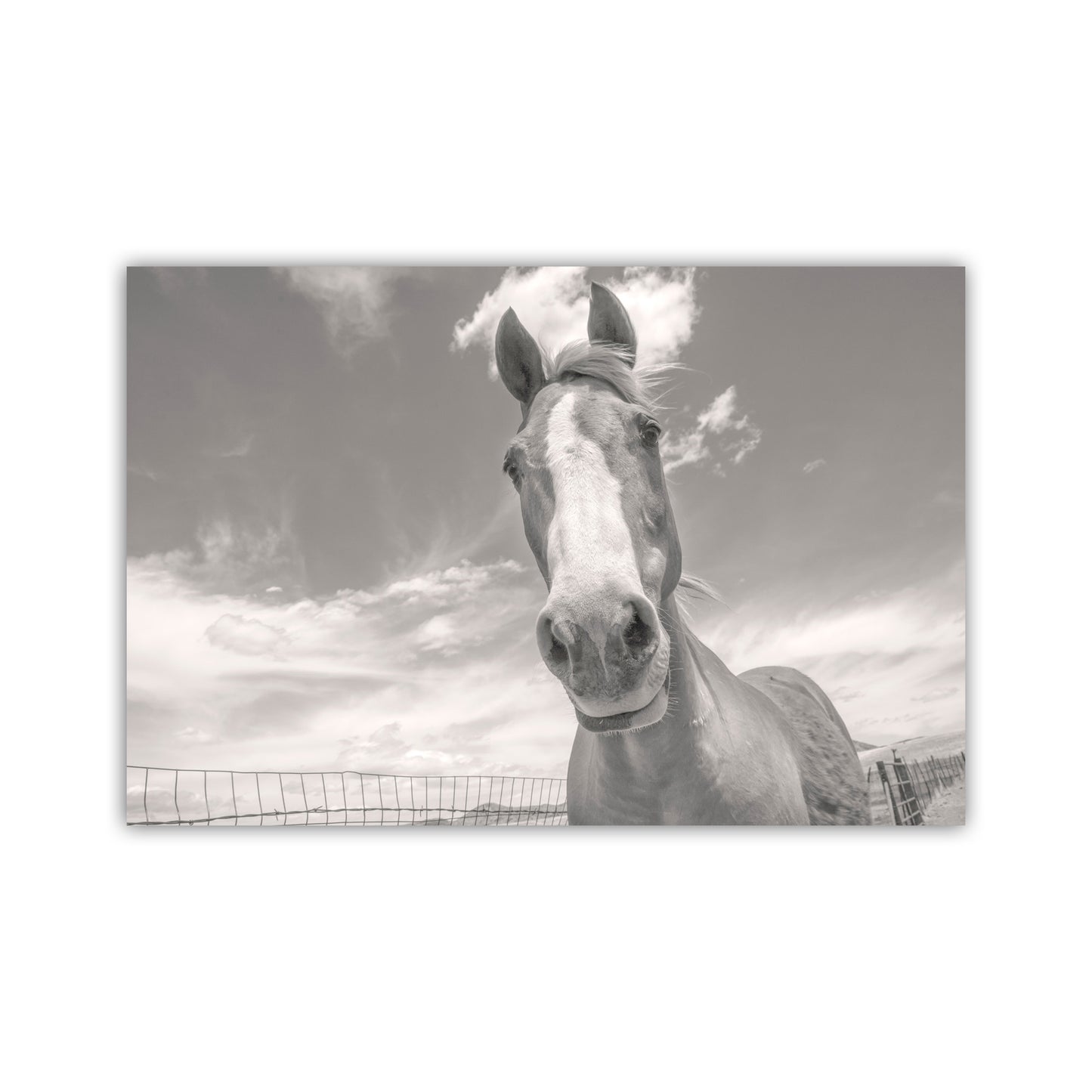 Horse Photography Art Print on Prairie Ranch Landscape by Murray Bolesta | Equestrian Photo Artwork Gift