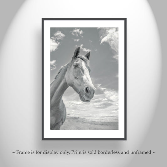 Tucson Ranch Horse Art | Arizona Equestrian Photography Print
