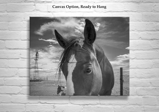 Horse Art on Western Ranch at Mexico-Arizona Border in Black & White