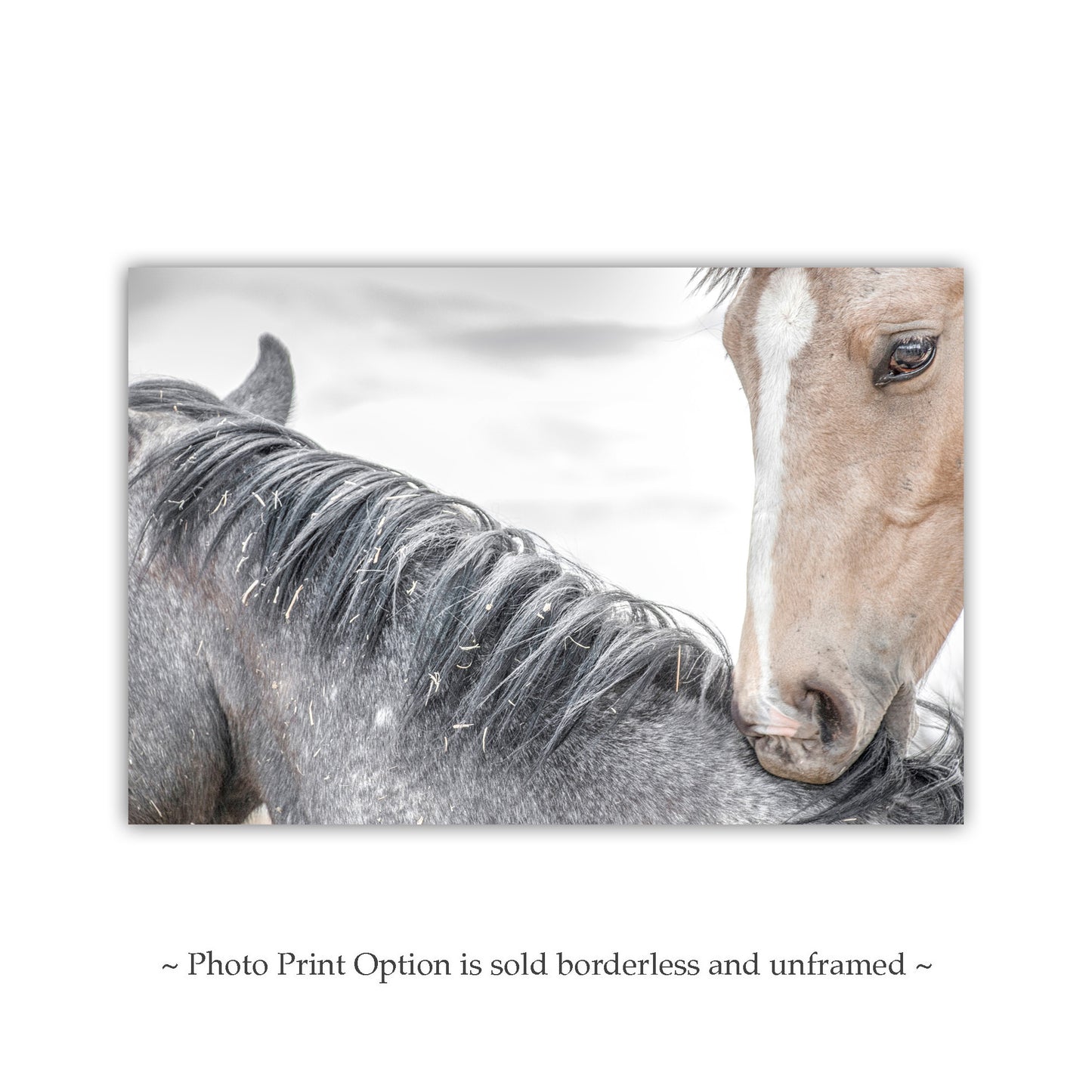 Horse Photography as Equestrian Wall Decor with Frisky Playful Horses | Arizona Ranch Art