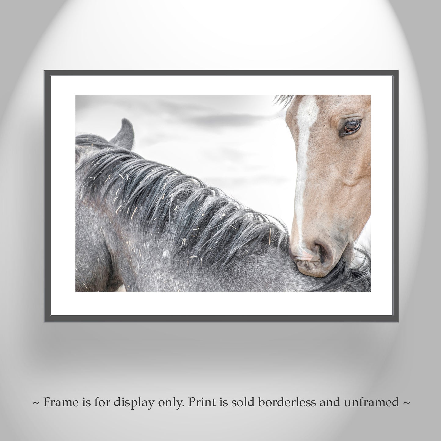 Horse Photography as Equestrian Wall Decor with Frisky Playful Horses | Arizona Ranch Art
