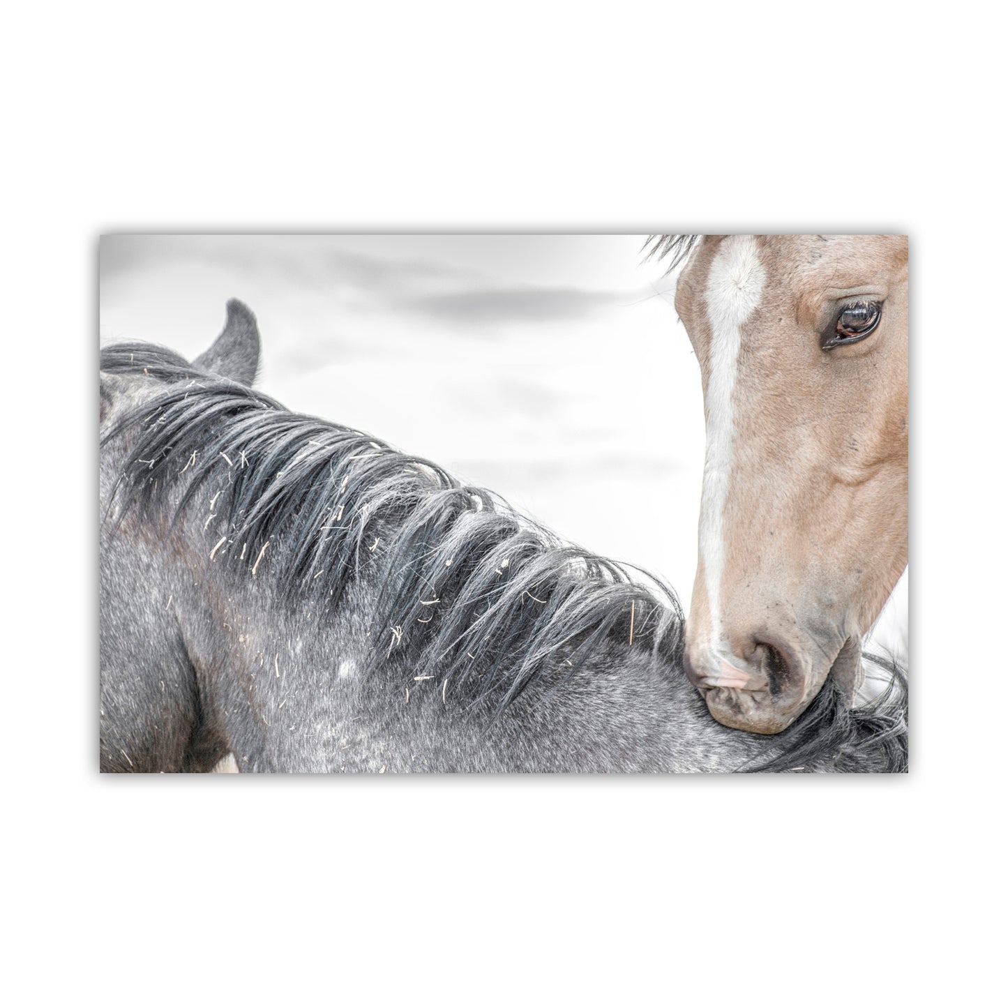 Horse Photography as Equestrian Wall Decor with Frisky Playful Horses | Arizona Ranch Art