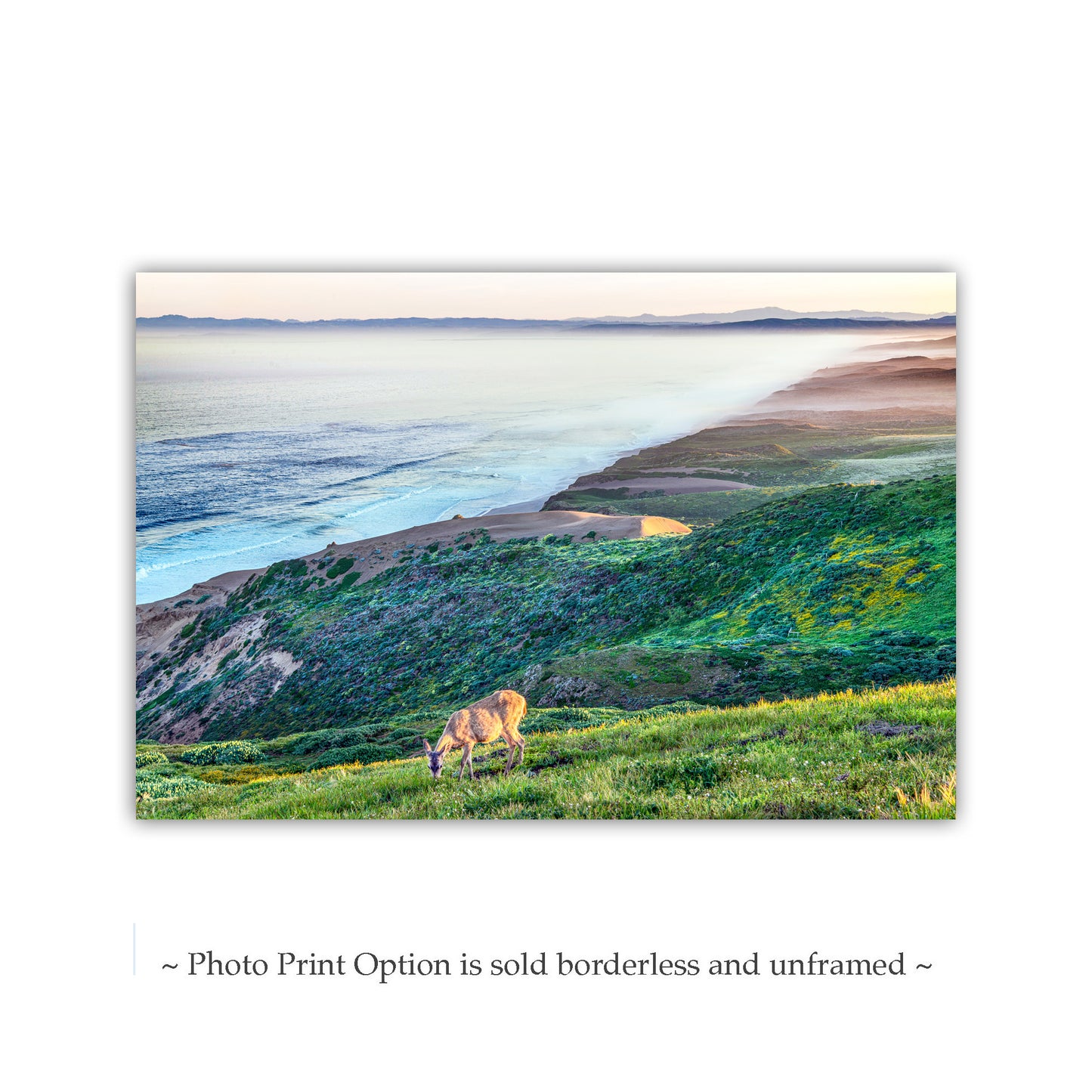 Point Reyes California Coast Art Print with Wild Deer – Marin County Wildlife Photography at Serene Pacific Ocean
