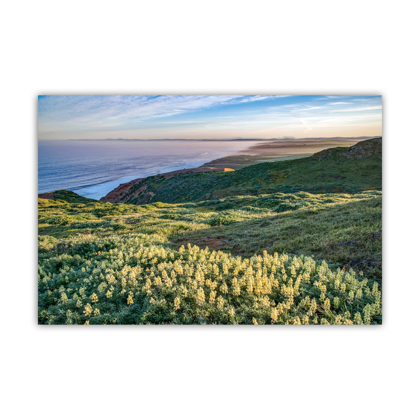 Point Reyes Marin County Art at California Coast with Wildflowers | Pacific Ocean Seascape Photo Gift