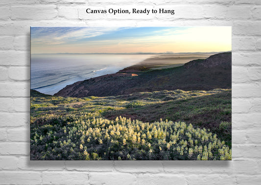 Point Reyes Marin County Art with Yellow Lupine Wildflowers and Pacific Ocean Sunrise
