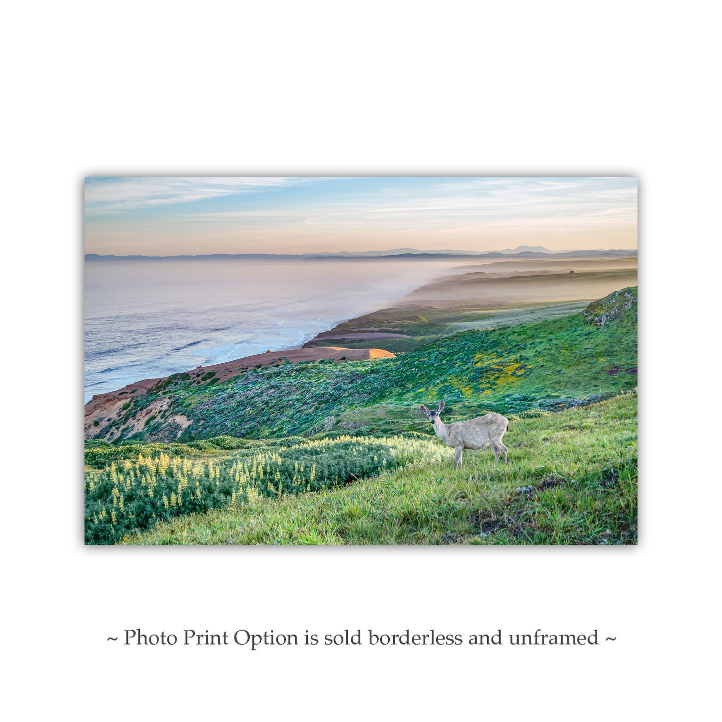 Point Reyes Marin County California Coast Art Print with Wild Deer | Ocean Seascape Wall Decor Gift for Home or Office