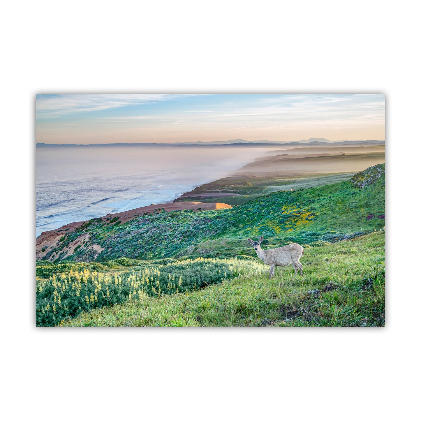 Point Reyes Marin County California Coast Art Print with Wild Deer | Ocean Seascape Wall Decor Gift for Home or Office