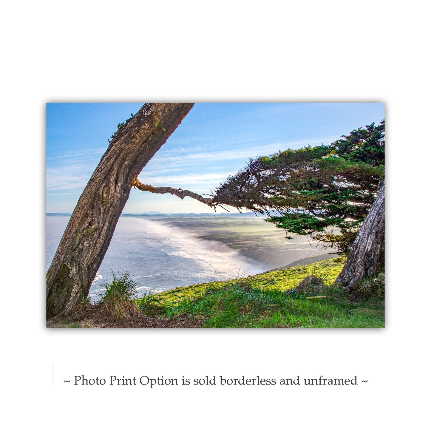 Point Reyes California Wall Art with Monterey Cypress Tree Silhouette | Marin County Gift