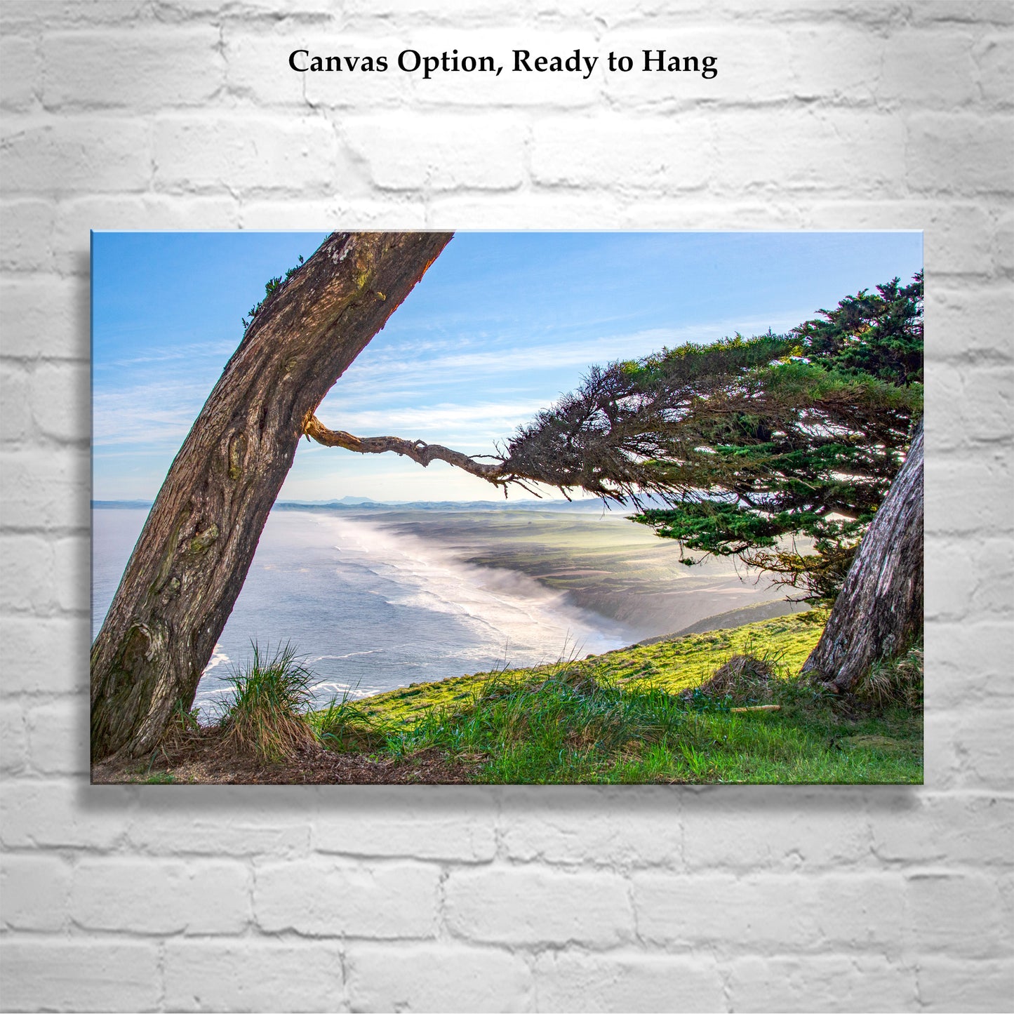 Point Reyes California Wall Art with Monterey Cypress Tree Silhouette | Marin County Gift