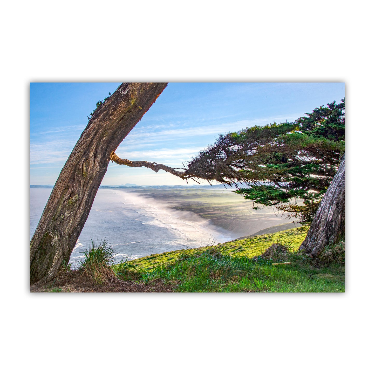 Point Reyes California Wall Art with Monterey Cypress Tree Silhouette | Marin County Gift