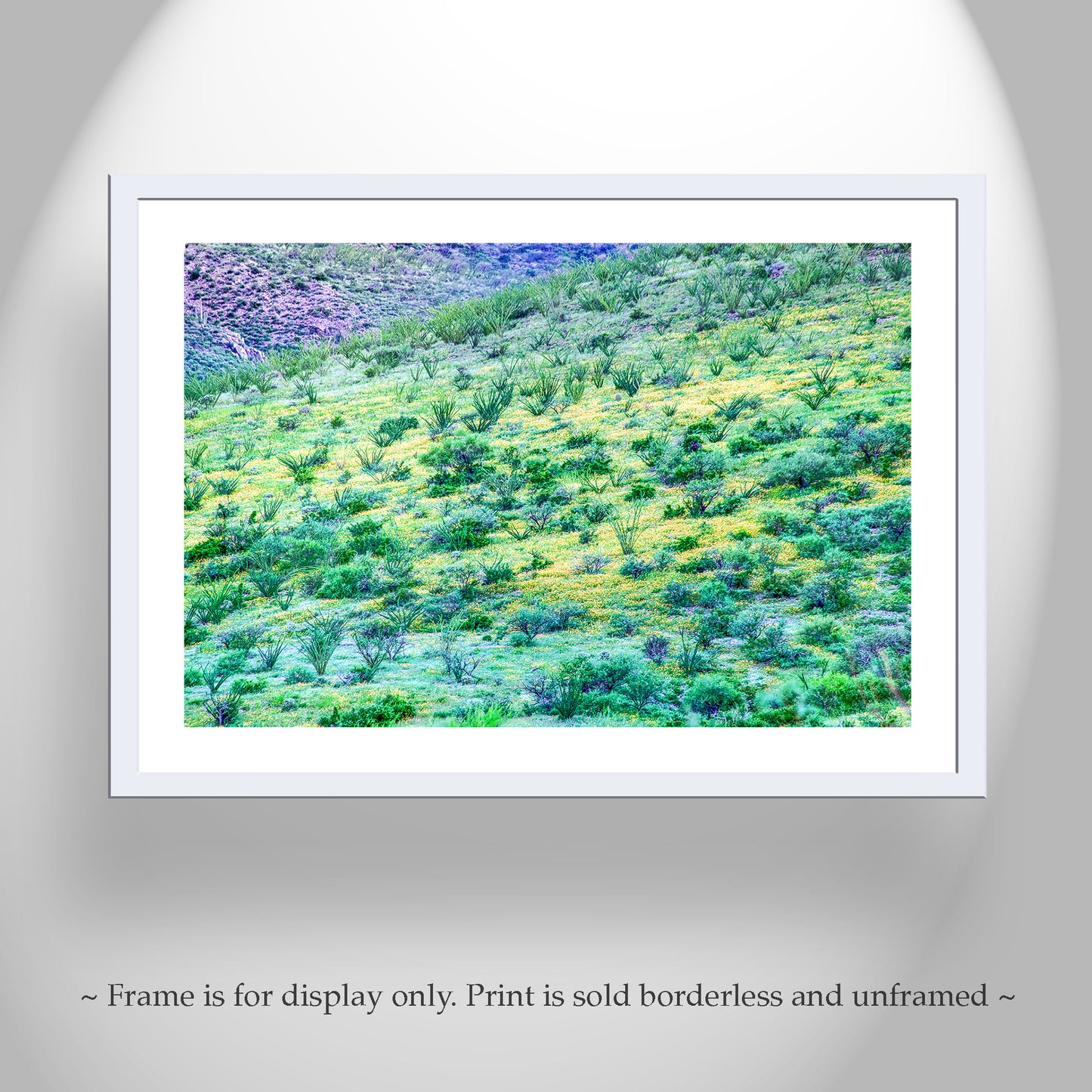 Desert Wildflower Landscape Photograph as Wall Decor
