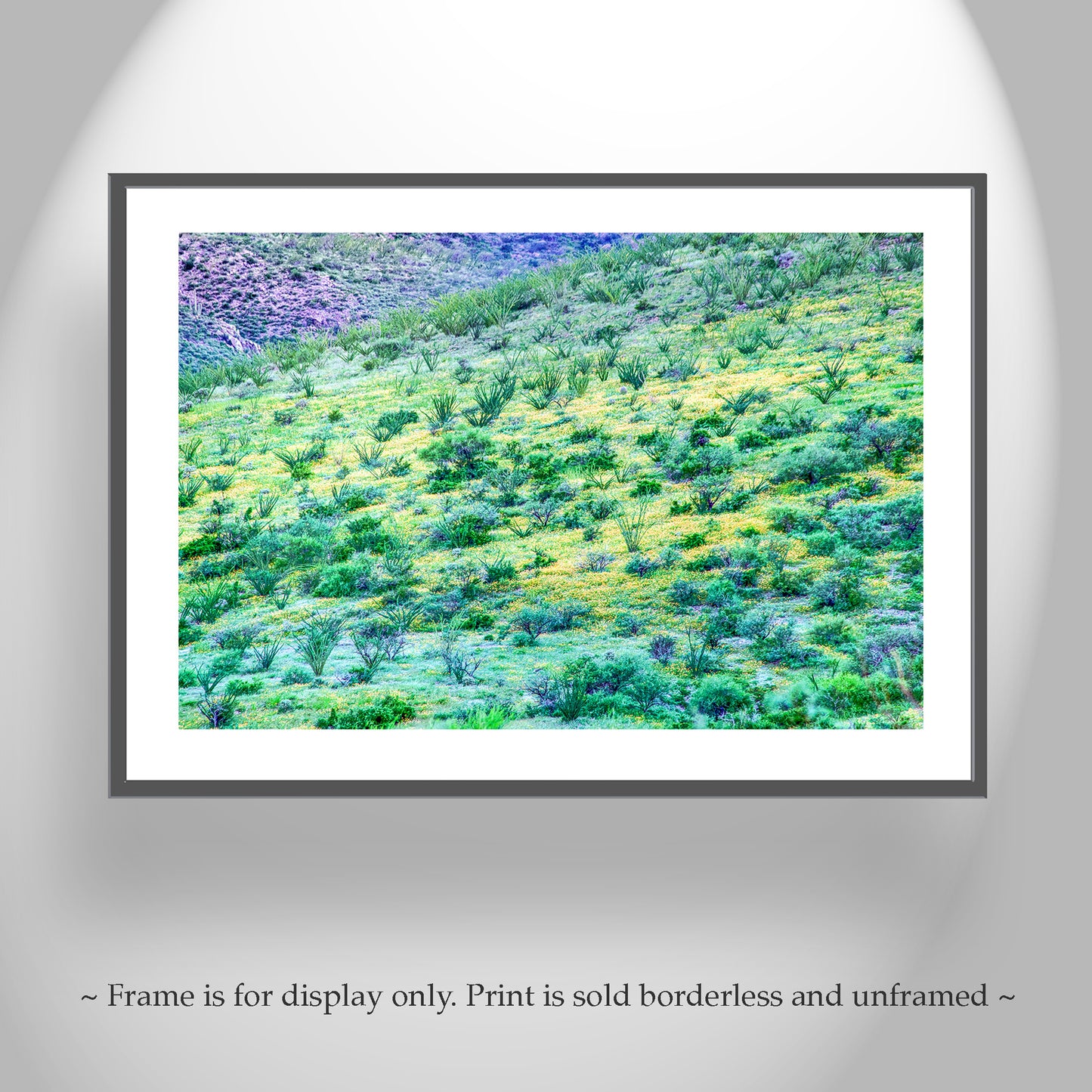 Desert Wildflower Landscape Photograph as Wall Decor