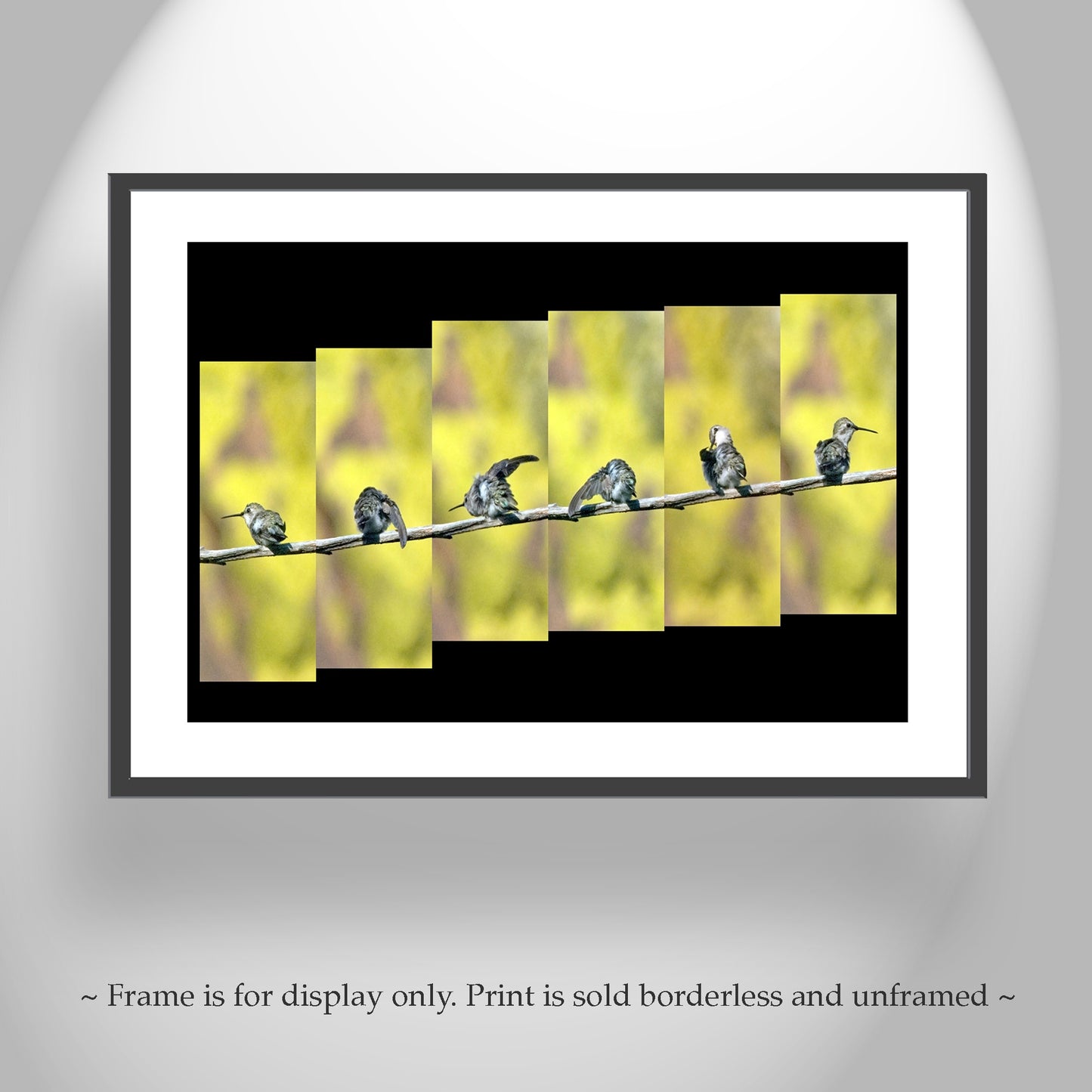 Hummingbird Photograph as Bold Vibrant Nature Decor
