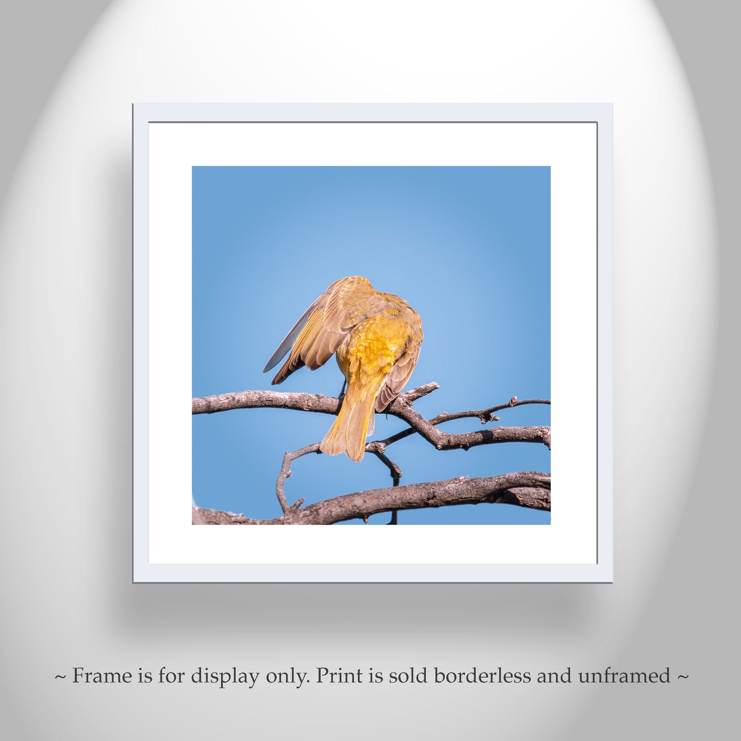 Songbird Art Photography in Matched Set of 4 Square Prints
