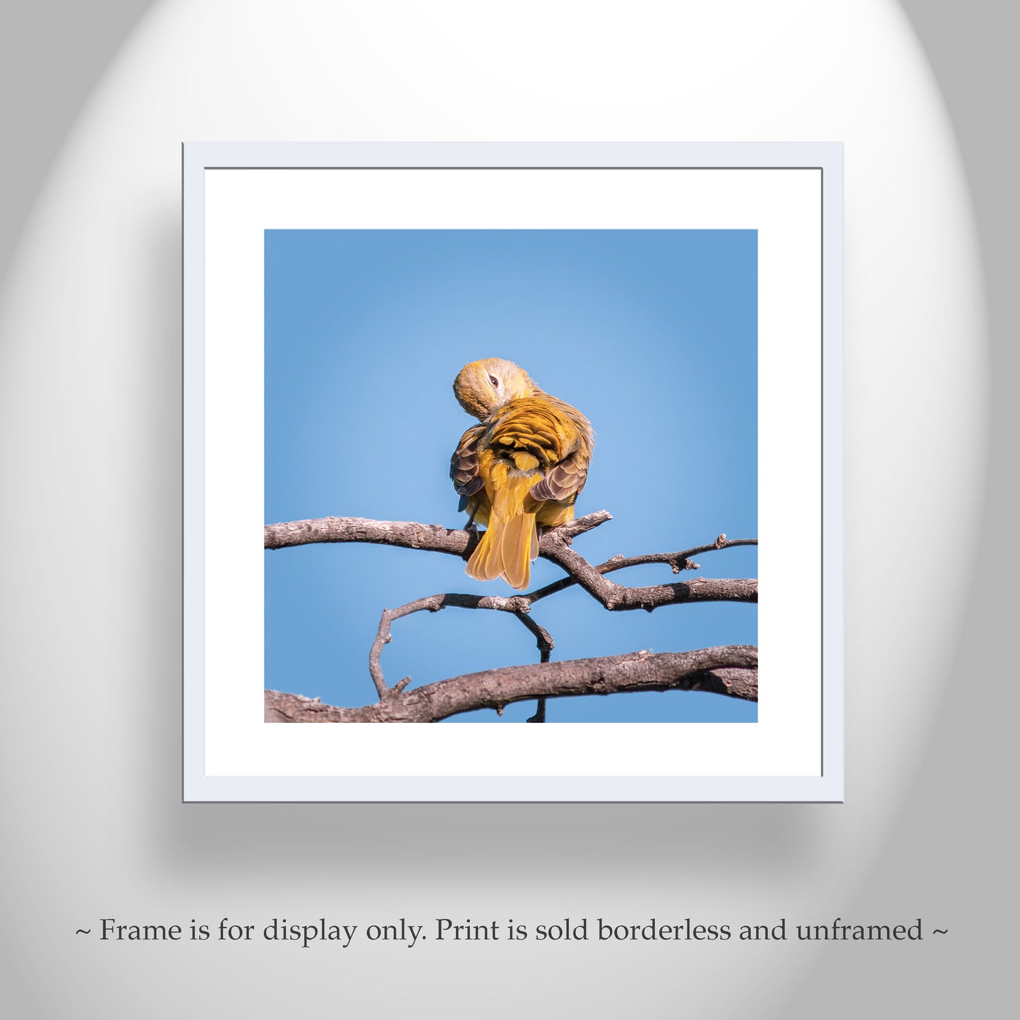 Songbird Art Photography in Matched Set of 4 Square Prints