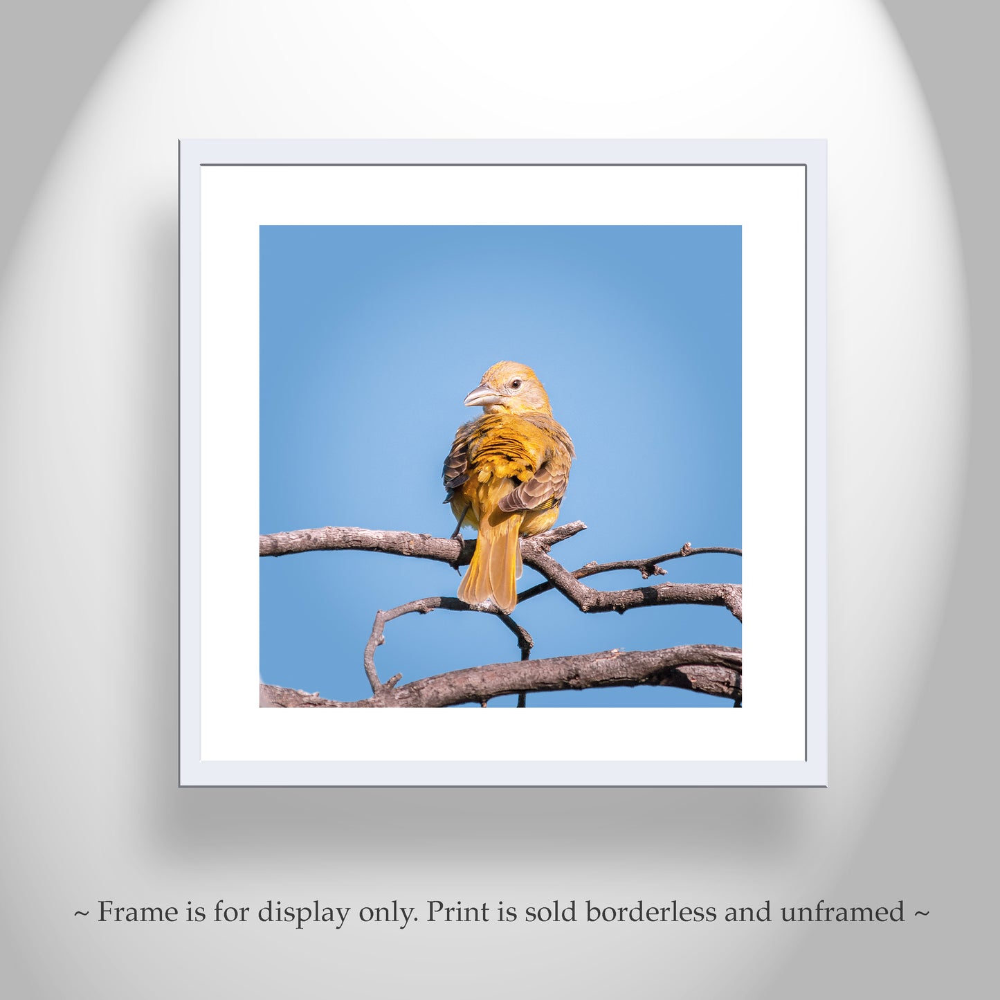 Songbird Art Photography in Matched Set of 4 Square Prints