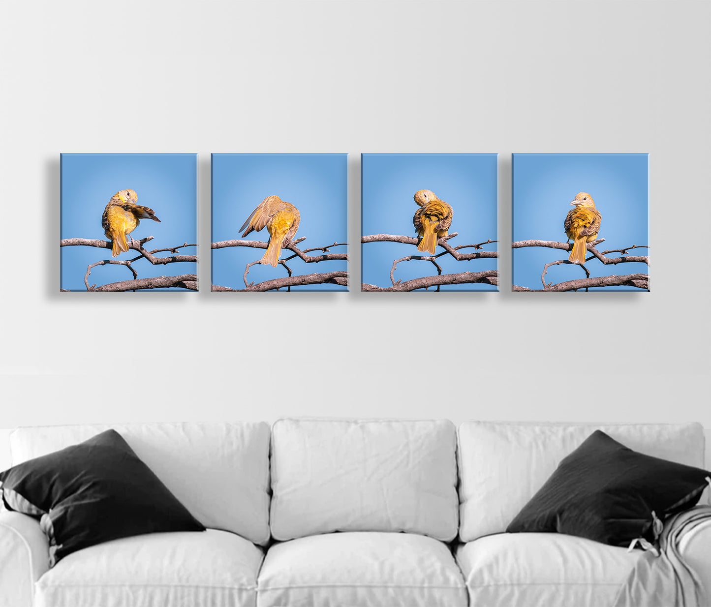 Songbird Art Photography in Matched Set of 4 Square Prints