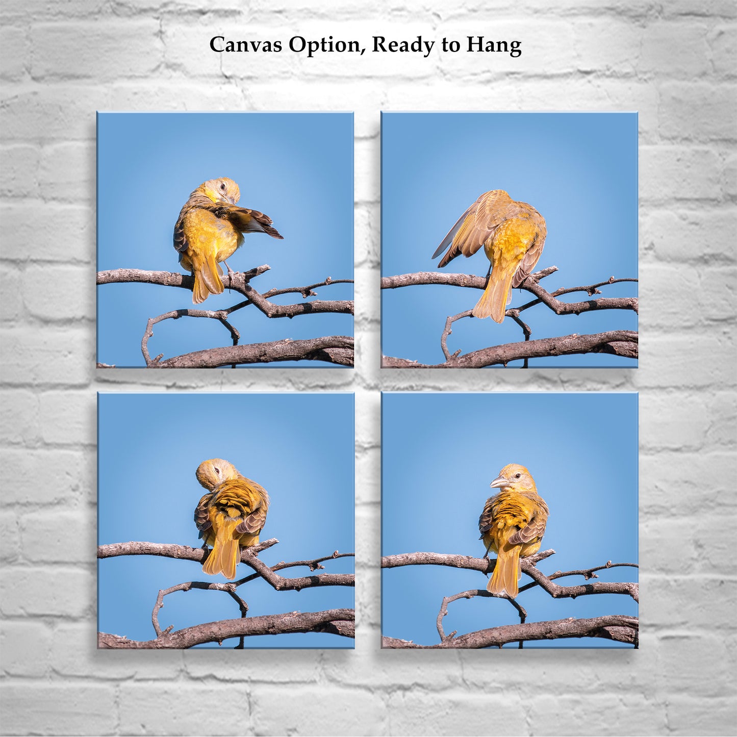 Songbird Art Photography in Matched Set of 4 Square Prints