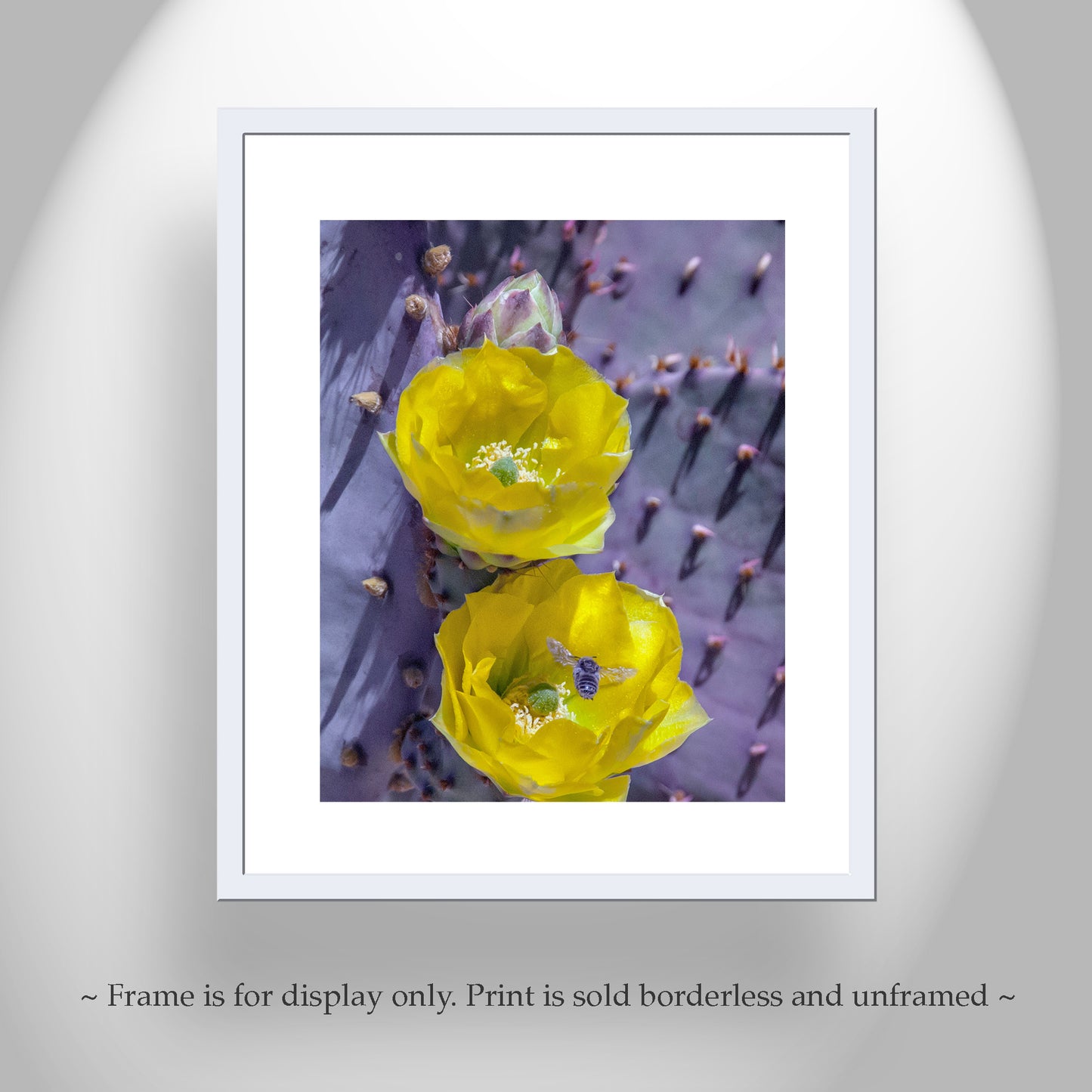 Prickly Pear Cactus as Purple and Yellow Desert Botanical Art Print