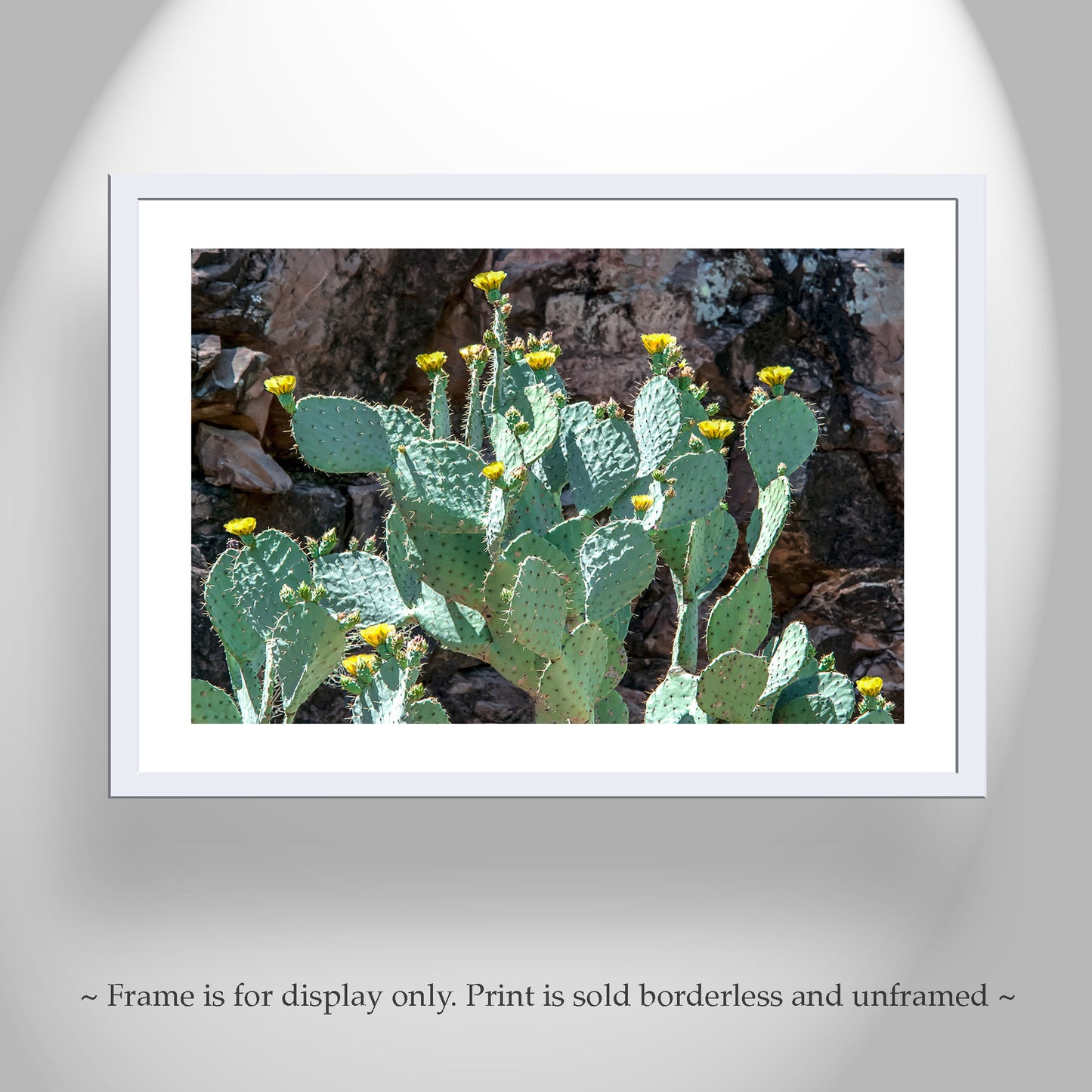 Southwestern Desert Canyon Art with Prickly Pear Cactus Flowers