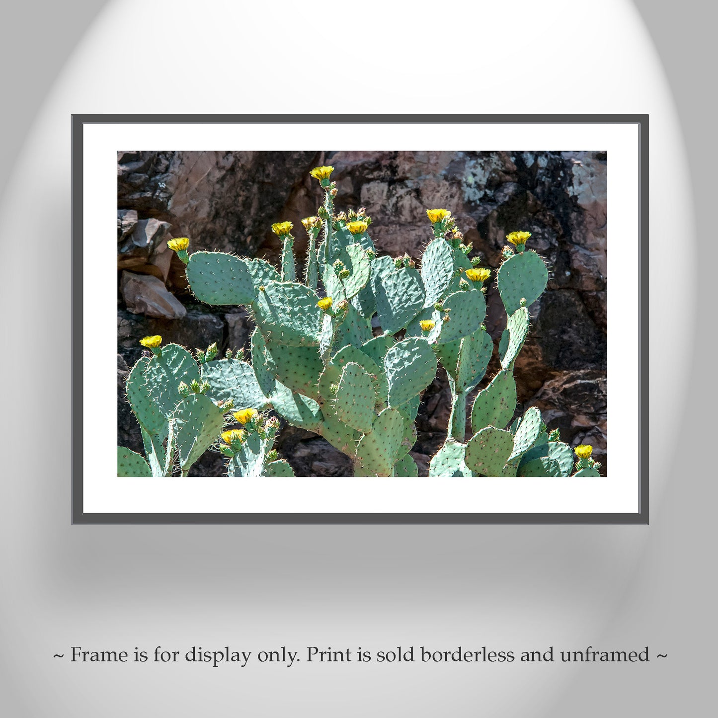 Southwestern Desert Canyon Art with Prickly Pear Cactus Flowers