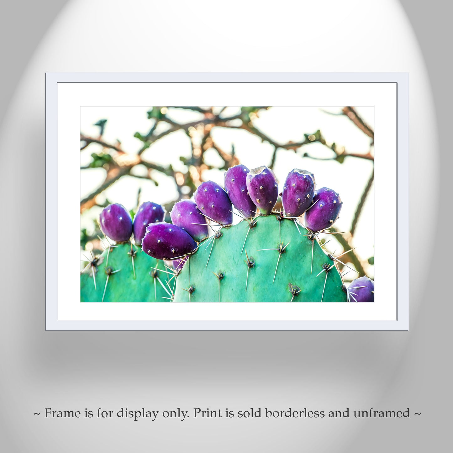 Prickly Pear Cactus Fruit Picture | Southwestern Wall Decor