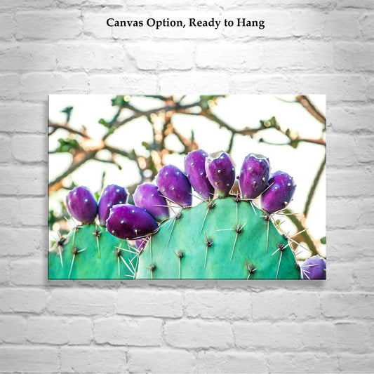 Prickly Pear Cactus Fruit Picture | Southwestern Wall Decor