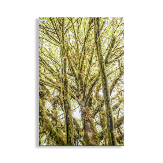 Olympic Peninsula Forest Photography Art Print | Washington State