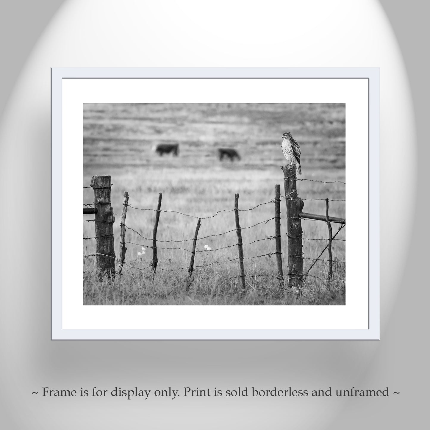 Hawk Bird on Western Cattle Ranch Fence in Black and White