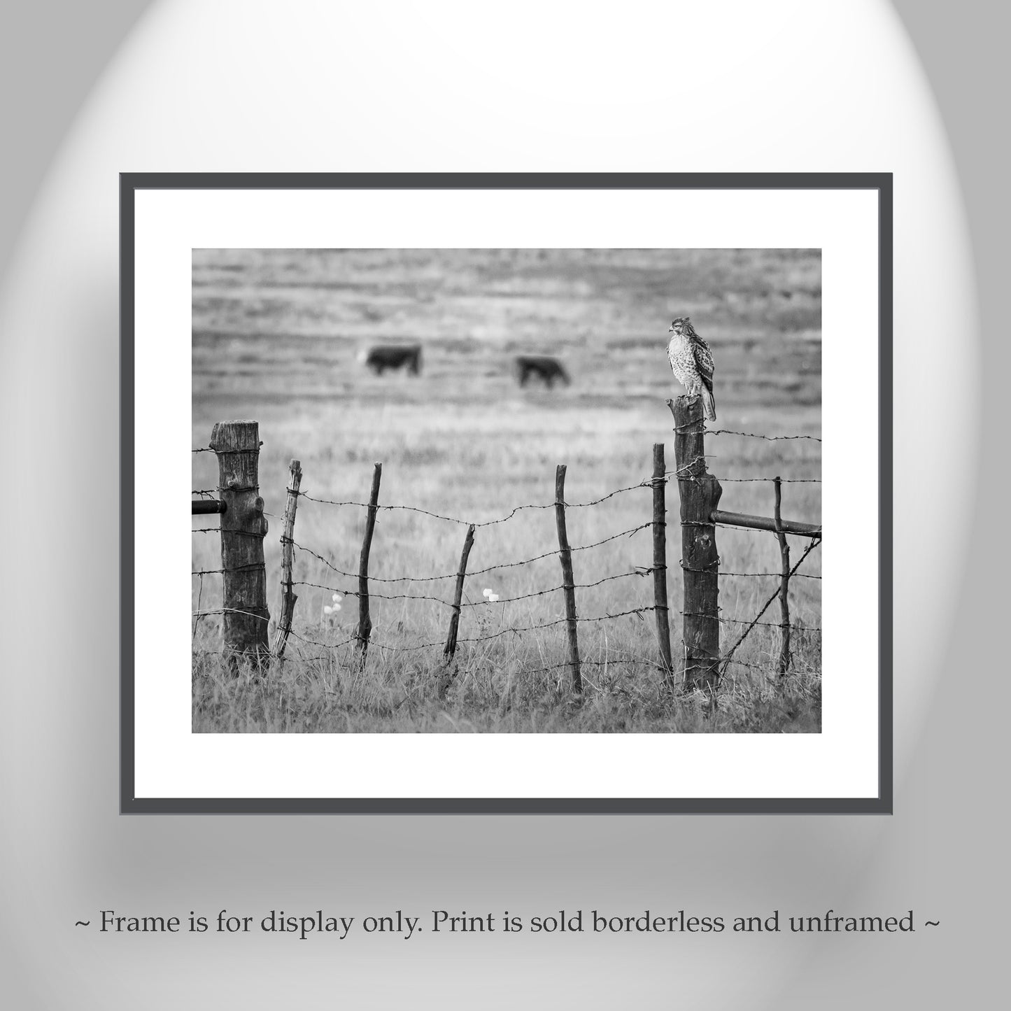 Hawk Bird on Western Cattle Ranch Fence in Black and White