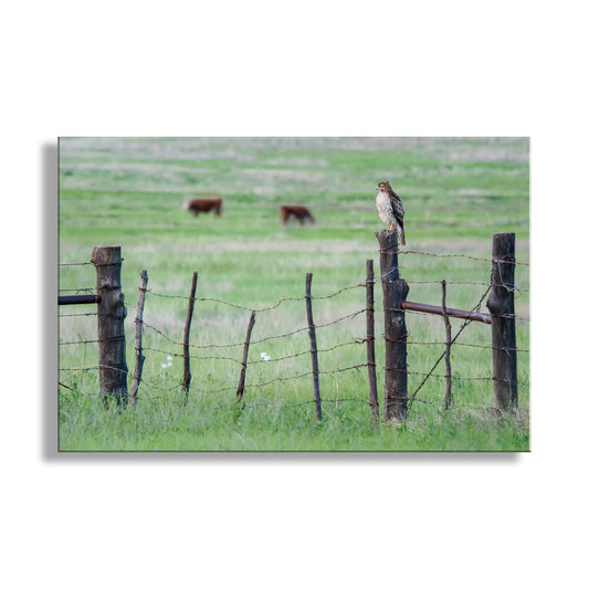 Bird perched on a fence post with a grassy field and cows in the background, Hawk Photograph in Arizona Cattle Ranch Landscape on Rustic Barbed Wire Fence