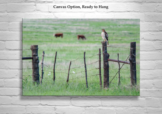 Hawk Photograph in Arizona Cattle Ranch Landscape on Rustic Barbed Wire Fence