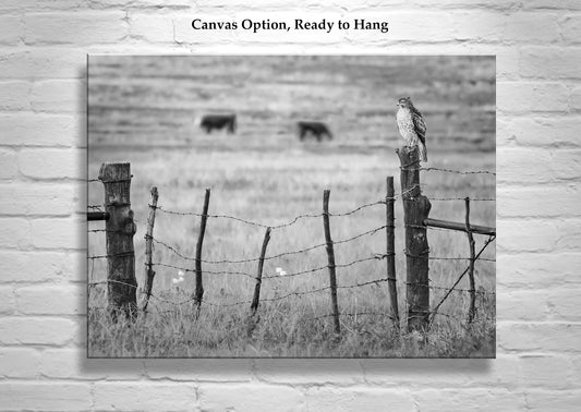 Hawk on Ranch Fence | Black & White Western Bird Wall Art Print