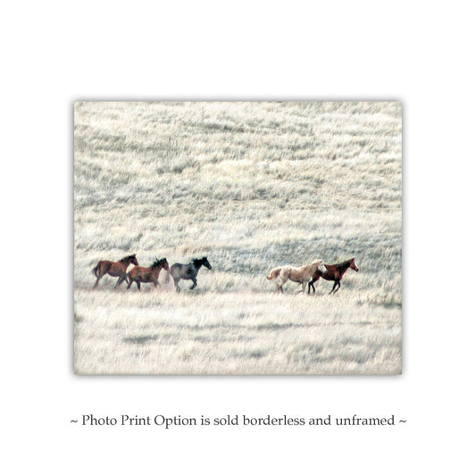 Wild Horse Art Print | San Rafael Valley Equestrian Wall Decor