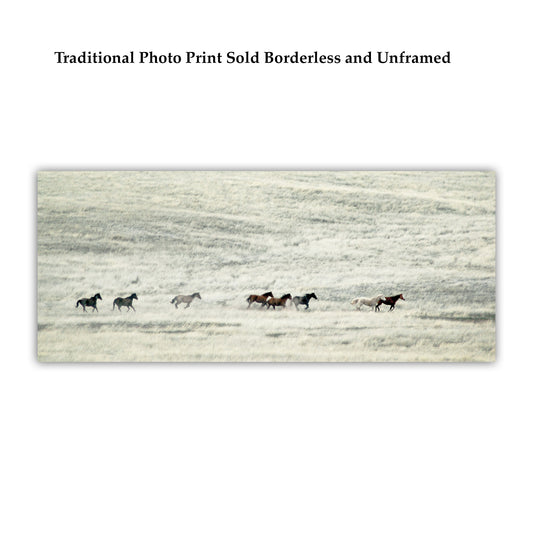 Wild Horse Panoramic Art Print with Arizona Grassland Landscape