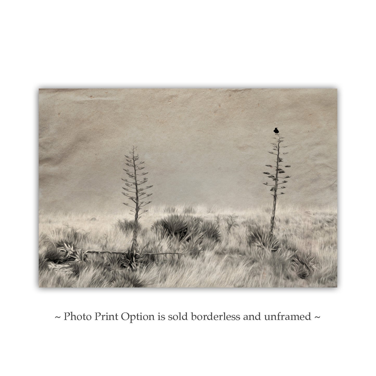 Fine Art Surreal Raven Bird Art with Southwestern Century Plant Agave