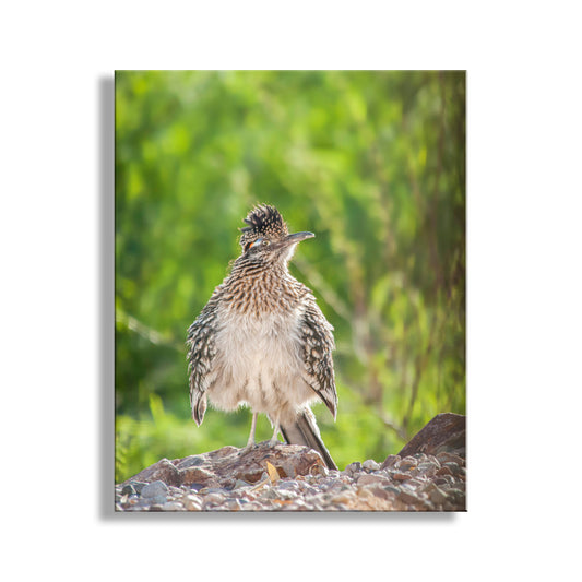 A small bird with a fluffy, speckled coat stands on a rocky surface, surrounded by lush greenery.Roadrunner Bird Art | Southern Arizona Desert Avian Photography