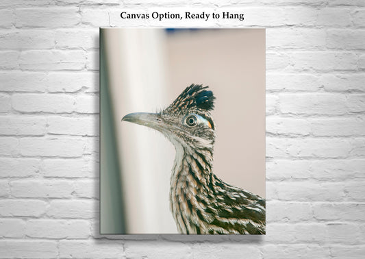 Tucson Roadrunner Bird Picture - Desert Bird Wall Decor Print