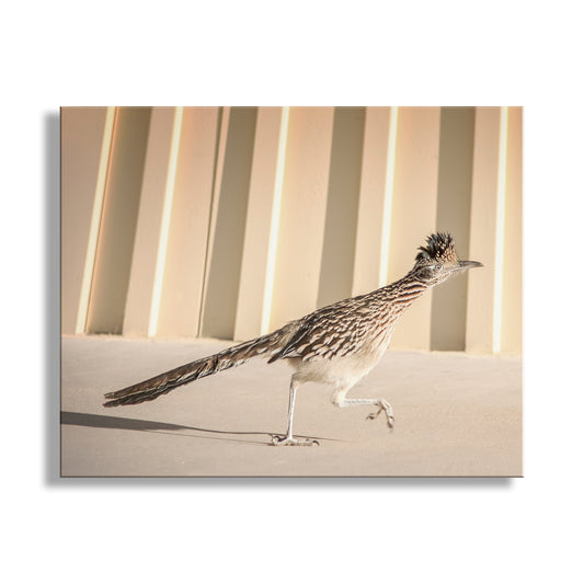 A roadrunner is captured in mid-stride, running across a sandy surface with a beige background. Roadrunner Bird Art | Tucson Arizona Desert Wildlife Print