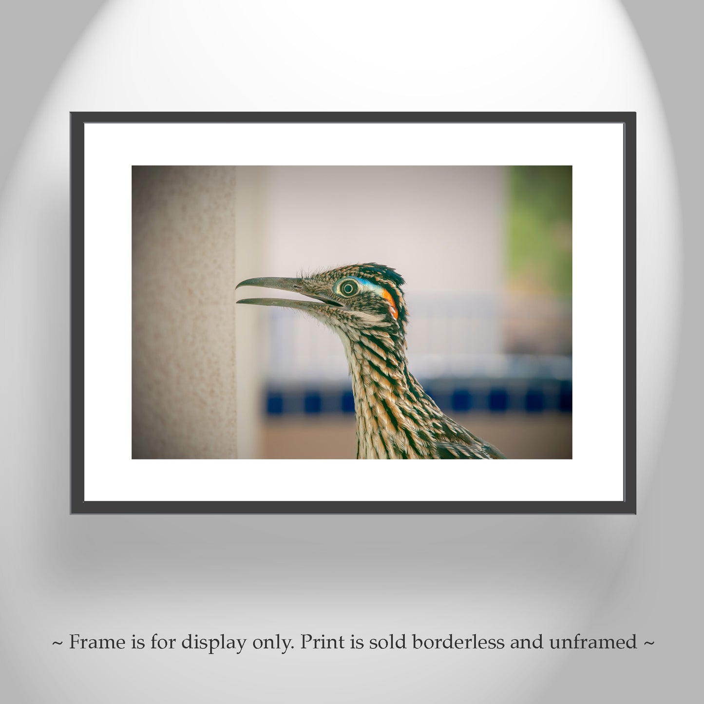 Desert Roadrunner Bird Art Print as Avian Wall Decor