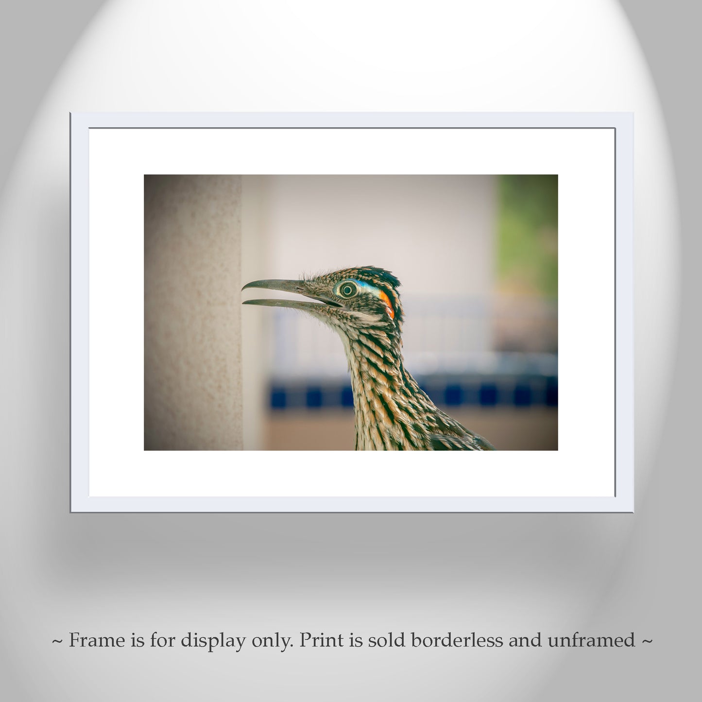 Desert Roadrunner Bird Art Print as Avian Wall Decor
