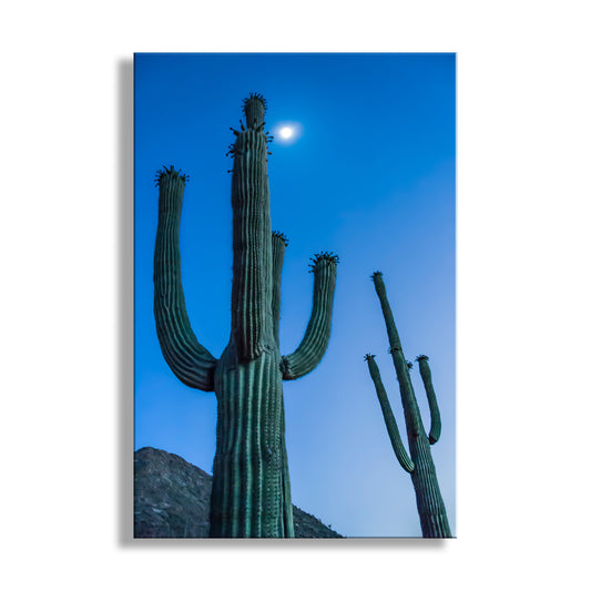A tall cactus with a full moon in the sky, creating a serene and picturesque scene. Desert Cactus Moon Night Photography - Southwest Landscape Print