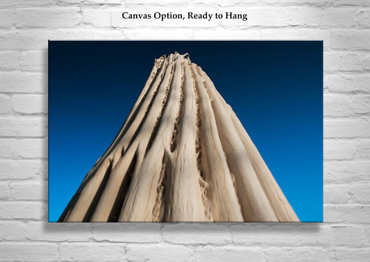 Abstract Cactus Photography | Indigo Desert Botanical Wall Art