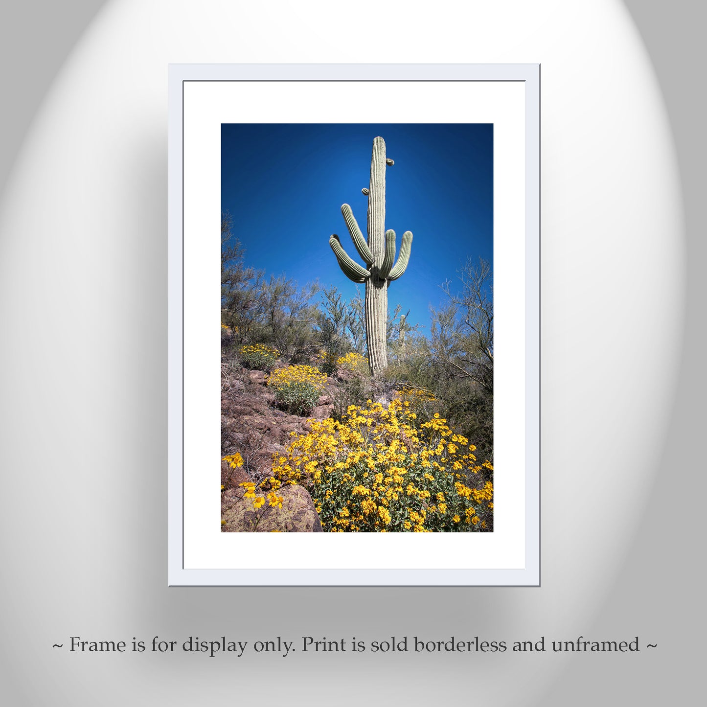 Cactus Decor with Spring Desert Flowers as Southwest Design
