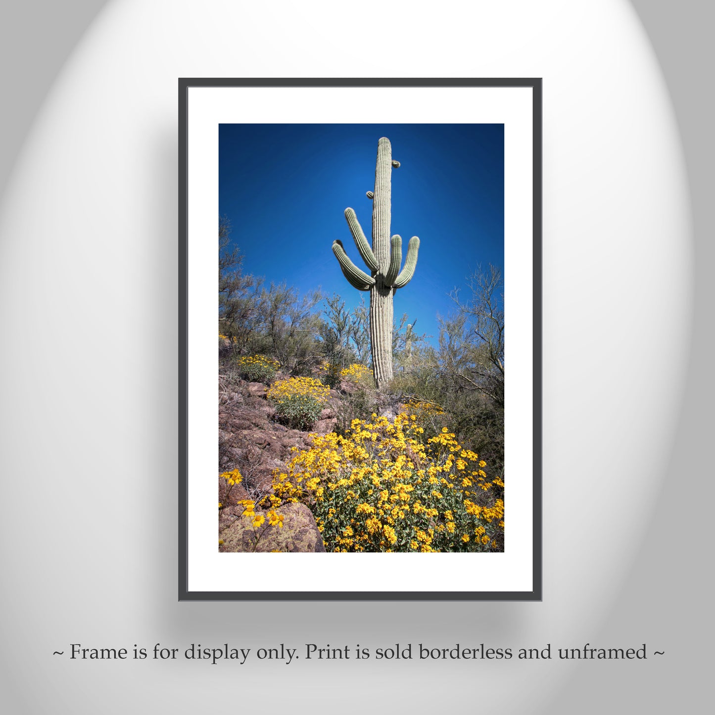 Cactus Decor with Spring Desert Flowers as Southwest Design