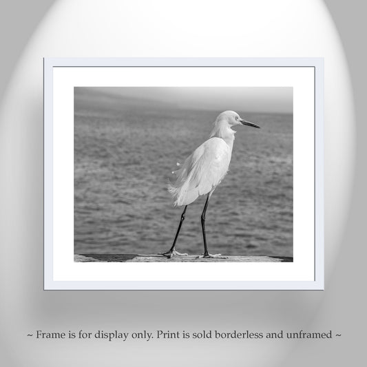 White Egret Sea Bird Art | Black & White Print | Oceanside CA