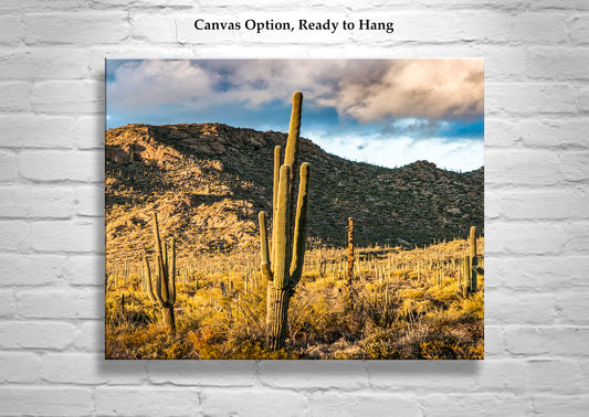 Tucson Mountain Park Art Print | Arizona Desert Landscape Photo